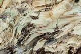 Colorful Polished Petrified Wood Slab - Turkey #299415-1